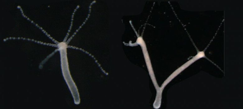 Dengan memberikan tekanan lembut di sepanjang tubuh Hydra yang terpenggal menggunakan gel agar