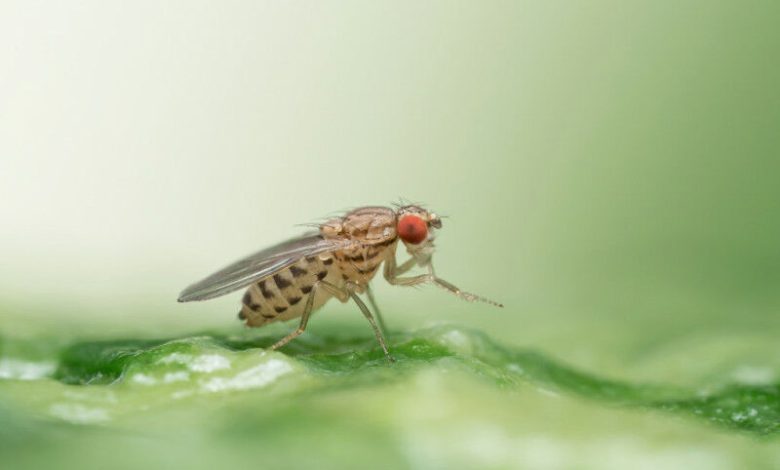 Lalat buah Drosophila busckii pada bayam yang membusuk. Sementara baunya terurai