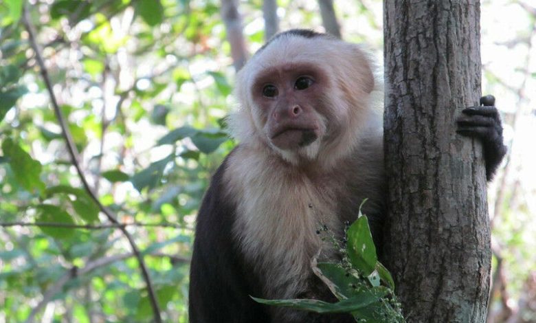 Atas perkenan Susan Perry Seorang monyet capuchin jantan berwajah putih mencari benih rumput