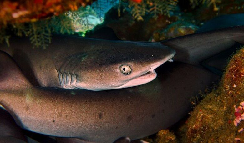 Gbr. 1: Sekelompok Hiu Terumbu Whitetip (Triaenodon obesus) yang beristirahat di bawah tabl