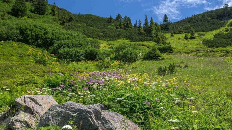 Padang rumput gunung di Pegunungan Alpen. Di sini juga, perubahan suhu mempengaruhi d