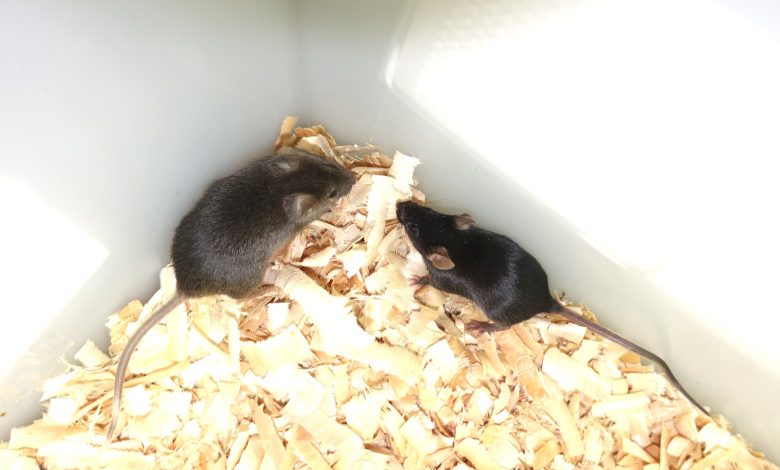Tikus coklat muda yang besar digambarkan dalam kandang di sebelah tikus yang lebih kecil dan lebih gelap