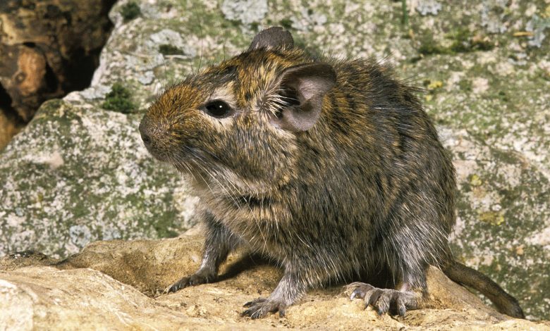 Degu umum: Hamster berukuran besar dengan masyarakat yang diatur oleh kencing