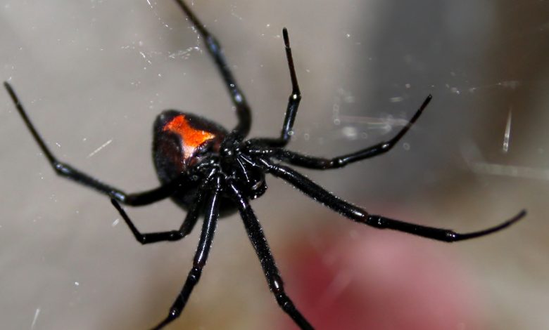 Dilema Diagnostik: Seorang wanita menyuntikkan dirinya dengan racun dari laba -laba janda hitam