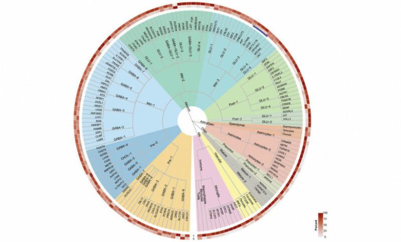 Hipomap adalah peta terperinci dari hipotalamus manusia. © MPI f. Metabolisme Res