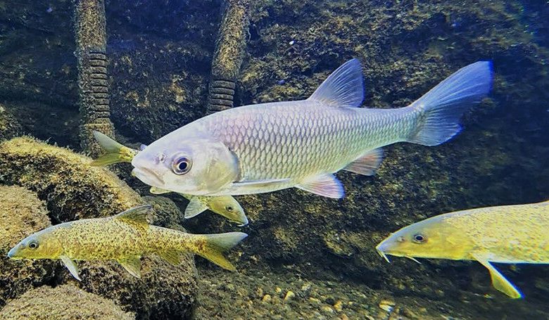 Barbel biasa (Barbus Barbus) dan Chub (Squalius cephalus) dievaluasi di