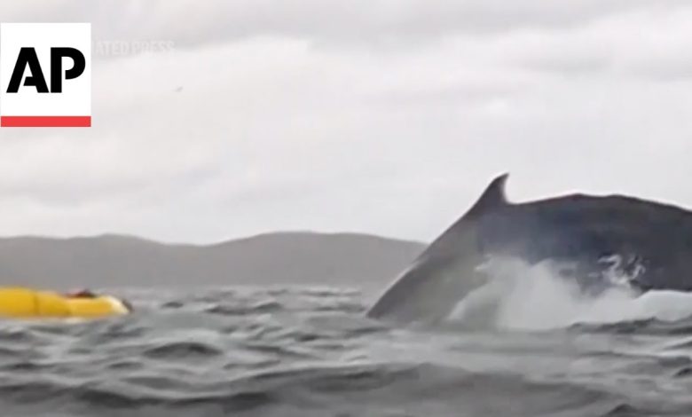 Tonton: Paus Humpback Menelan Kayaker selama beberapa detik sebelum merilisnya - YouTube