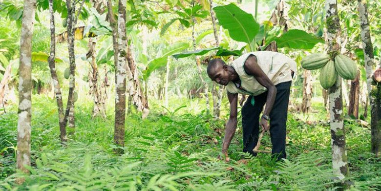 Rainforest Gola Proyek Konservasi ini memiliki kebocoran terbatas saat melambat