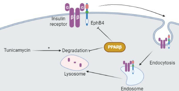 Sebuah studi baru berfokus pada reseptor insulin untuk memahami perannya dalam Develo