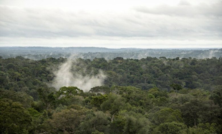 Rainforest Amazon menghasilkan kelembaban melalui evapotranspirasi. © Dom Jack,