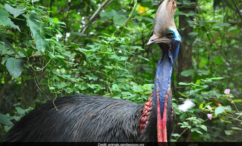 Temui Cassowary, burung paling berbahaya di dunia yang mampu membunuh manusia