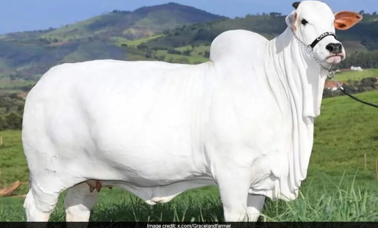 Indian Nelore Breed Cow Breaks World Record, dijual seharga Rs 40 crore di Brasil