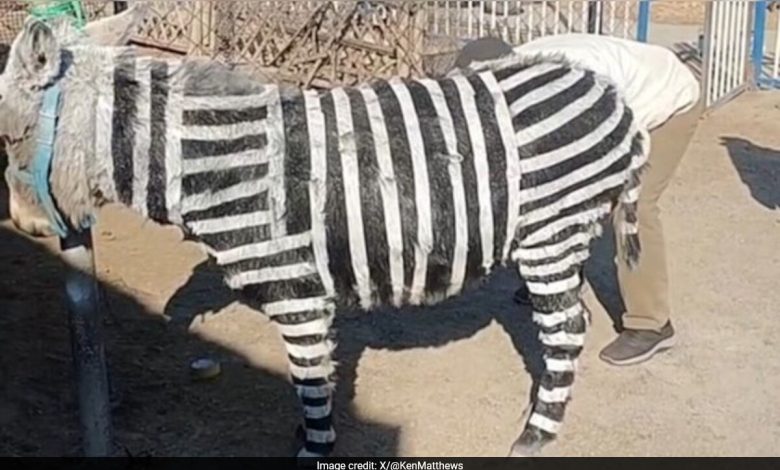 Kebun Binatang Tiongkok mengakui melukis keledai hitam dan putih menyerupai zebra