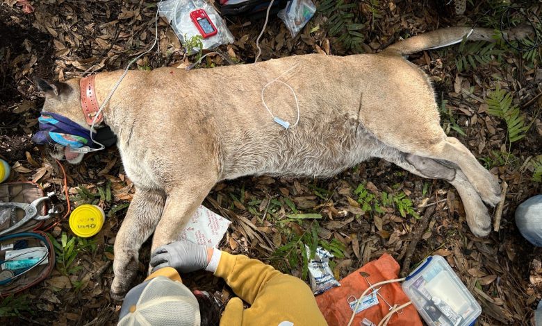 Pria Florida Panther terletak di tanah dibius saat menjalani penilaian kesehatan.