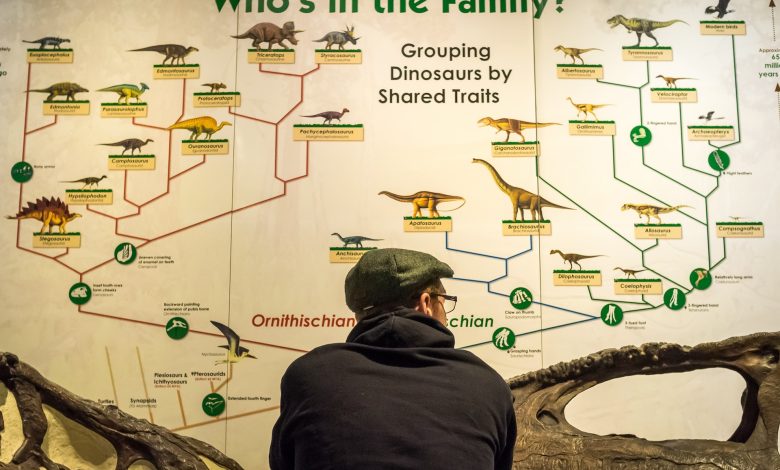 Seorang pria di depan diagram di museum yang menunjukkan bagaimana burung berevolusi dari dinosaurus