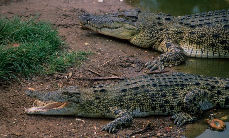 Buaya terlalu panas karena perubahan iklim - dan itu mengubah perilaku mereka