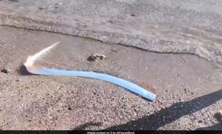 Video: Langka "Ikan Kiamat" mencuci ke darat di Meksiko, percikan alarm