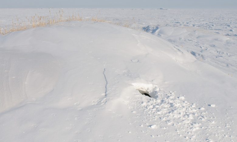 Gundukan salju dengan lubang di dalamnya adalah sarang beruang kutub di Svalbard.