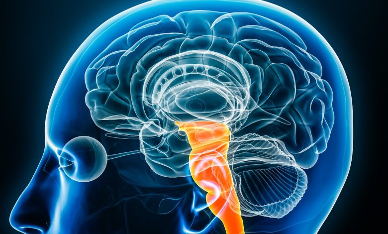 Ilustrasi otak manusia dengan warna biru dengan latar belakang hitam. Brainstem disorot dalam oranye.