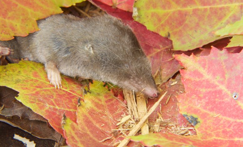 A Shrew Ekor Pendek Utara ditampilkan merangkak melintasi daun merah dan hijau