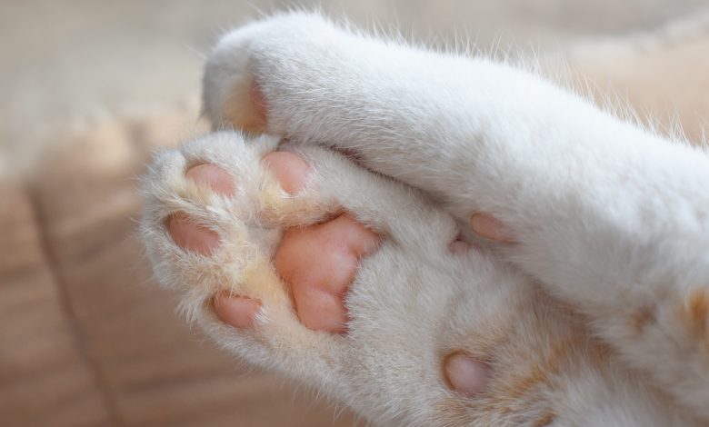 Mengapa kucing memiliki 'kacang kaki'?