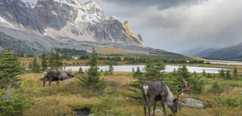 Karibu menelusuri dan merumput di willow, sedge, dan tanaman alpine tundra selama