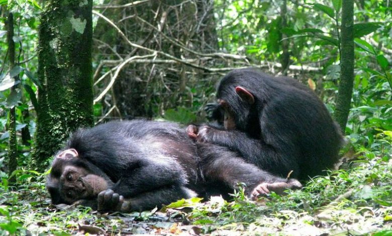Ketika datang untuk membuat tempat tidur, muncul celah dengan simpanse betw