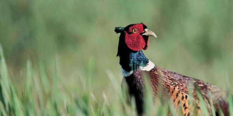 Kredit Pheasant Dewasa: Andy Hay, RSPB