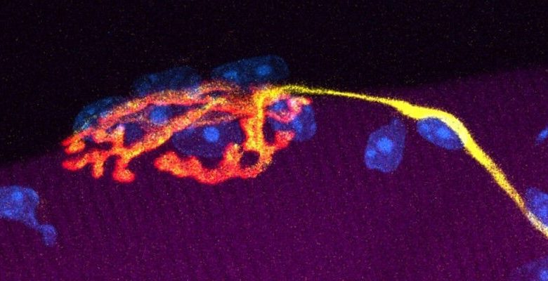 Saraf (kuning) berkomunikasi dengan serat otot rangka (ungu) di neuromus