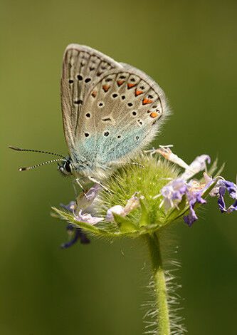 Kupu -kupu biru umum (Polyommatus icarus) Foto: Gerlind Lehmannn