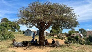 Orang -orang muda yang duduk di bawah pohon di Madagaskar - Peserta Remaja Mengambil