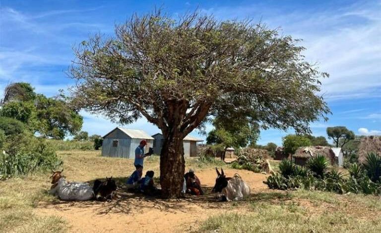 Orang -orang muda yang duduk di bawah pohon di Madagaskar - Peserta Remaja Mengambil