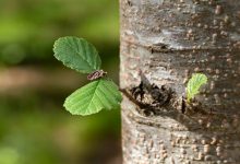 Alder biasa (Alnus glutinosa) adalah contoh spesies pohon yang lebih