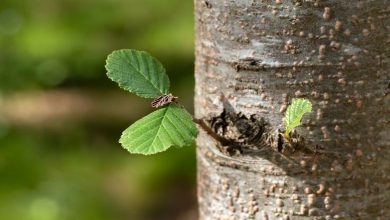 Alder biasa (Alnus glutinosa) adalah contoh spesies pohon yang lebih