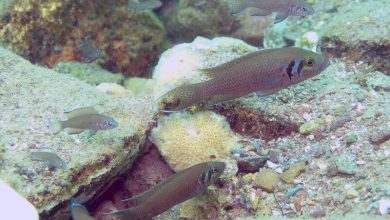 Kelompok cichlid yang terdiri dari pasangan pemuliaan dan beberapa pembantu perawatan induk o