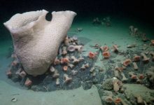 Spons bawah laut besar di sebelah perakitan anemon laut - spons besar, a