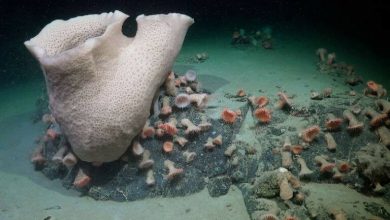 Spons bawah laut besar di sebelah perakitan anemon laut - spons besar, a