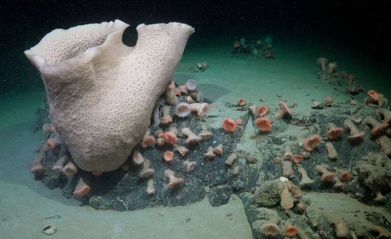 Spons bawah laut besar di sebelah perakitan anemon laut - spons besar, a