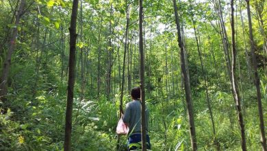 Di bawah kanopi hutan, lebih dingin selama gelombang panas dan lebih hangat selama dingin