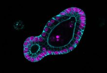 Peneliti FMI telah menemukan bagaimana organoid usus membentuk crypts, rumah mana