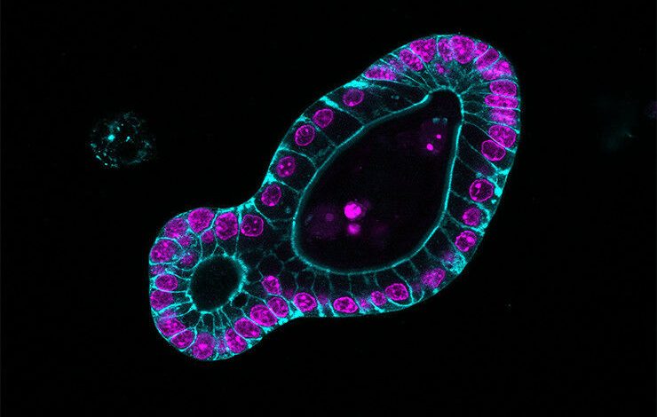 Peneliti FMI telah menemukan bagaimana organoid usus membentuk crypts, rumah mana