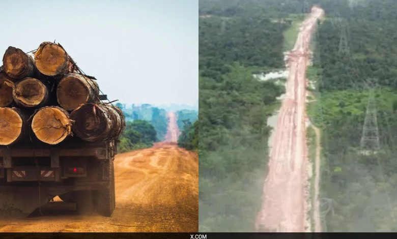 Brazil menebang ribuan pohon untuk membangun jalan untuk puncak iklim