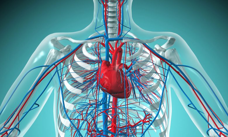 Ilustrasi biomedis dari jantung manusia dan sistem peredaran darah