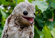 Burung Potoo: Burung 'Tree Stump' dengan geraman yang menghantui dan bisa melihat dengan mata tertutup