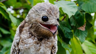 Burung Potoo: Burung 'Tree Stump' dengan geraman yang menghantui dan bisa melihat dengan mata tertutup