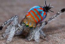 Sparklemuffin Peacock Spider: Laba -laba dengan skala berwarna -warni rahasia yang merusak kepindahan untuk memenangkan pasangan