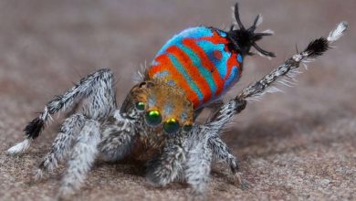 Sparklemuffin Peacock Spider: Laba -laba dengan skala berwarna -warni rahasia yang merusak kepindahan untuk memenangkan pasangan