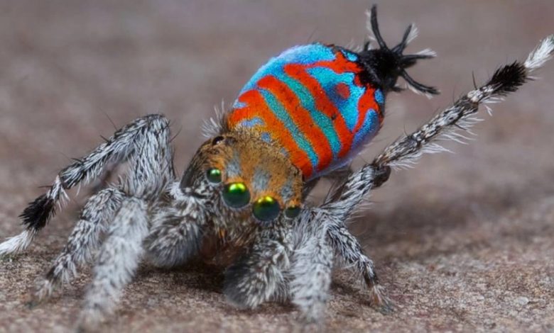 Sparklemuffin Peacock Spider: Laba -laba dengan skala berwarna -warni rahasia yang merusak kepindahan untuk memenangkan pasangan