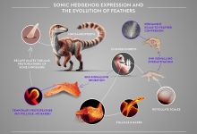 Diagram menunjukkan ekspresi hedgehog sonik dan evolusi bulu.