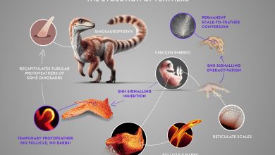 Diagram menunjukkan ekspresi hedgehog sonik dan evolusi bulu.